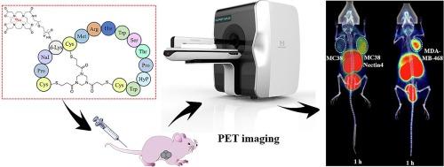 A cutting-edge 68Ga-labeled bicyclic peptide PET molecular probe for noninvasive assessment of Nectin4 expression