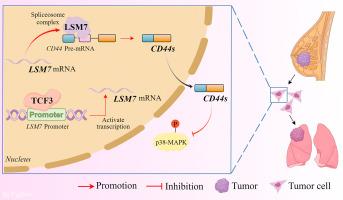 RNA-binding protein LSM7 facilitates breast cancer metastasis through mediating alternative splicing of CD44