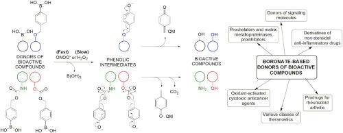 Boronate-based bioactive compounds activated by peroxynitrite and hydrogen peroxide