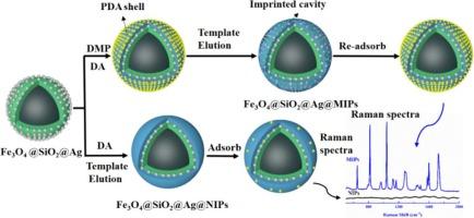 Selective and sensitive detection of dimethyl phthalate in water using ferromagnetic nanomaterial-based molecularly imprinted polymers and SERS