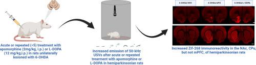 Emission of 50-kHz ultrasonic vocalizations stimulated by antiparkinsonian dopaminomimetic drugs in hemiparkinsonian rats is associated with neuronal activation in subcortical regions that regulate the affective state