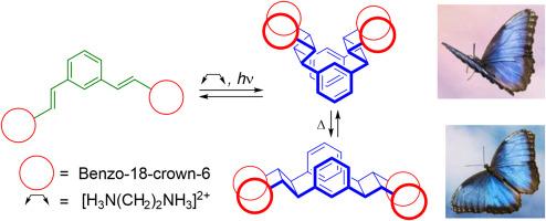 Self-assembly via hydrogen bonding of bis(18-crown-6)-1,3-distyrylbenzene and [2 + 2] photocycloaddition: Stereoselective synthesis of [2.2]metacyclophanes and butterfly-type thermal isomerization