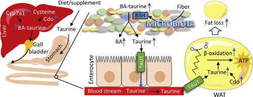 Gut microbiota, dietary taurine, and fiber shift taurine homeostasis in adipose tissue of calorie-restricted mice to impact fat loss