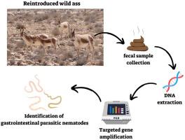 Molecular analysis of feces reveals gastrointestinal nematodes in reintroduced wild asses of the Negev desert