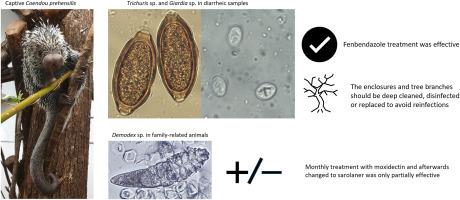 Identification and management of infections caused by Giardia sp., Trichuris sp. and Demodex sp. in captive Brazilian porcupines (Coendou prehensilis)