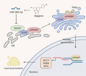 Hepatic miR-363 promotes nonalcoholic fatty liver disease by suppressing INSIG1