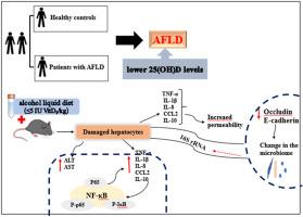 Effects of vitamin D deficiency on chronic alcoholic liver injury