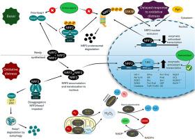 Unlocking peak performance: The role of Nrf2 in enhancing exercise outcomes and training adaptation in humans.