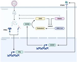 25-Hydroxycholesterol inhibits Hantavirus infection by reprogramming cholesterol metabolism