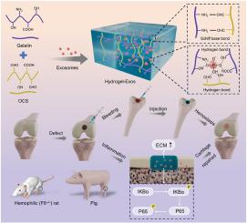 Novel injectable adhesive hydrogel loaded with exosomes for holistic repair of hemophilic articular cartilage defect