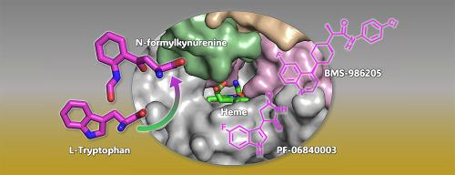 Heme-based dioxygenases: Structure, function and dynamics