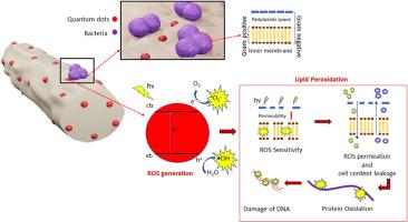 Visible light-driven Synergetic antimicrobial activity of Cu2O quantum dots and electrospun PAN/PCL nanofiber matrix