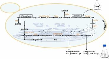 Cultivation optimization promotes ginsenoside and universal triterpenoid production by engineered yeast