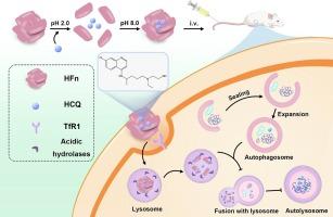 Hydroxychloroquine loaded hollow apoferritin nanocages for cancer drug repurposing and autophagy inhibition