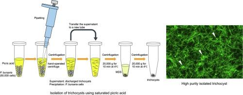 Quantitative analysis of trichocysts in Paramecium bursaria following artificial removal and infection with the symbiotic Chlorella variabilis