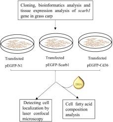 Comparative analysis of Scarb1 and Cd36 in grass carp (Ctenopharyngodon idellus): Implications for DHA uptake