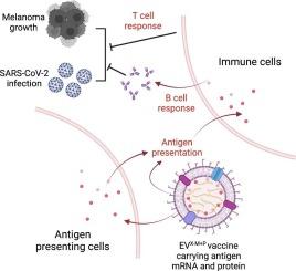 Development of an engineered extracellular vesicles-based vaccine platform for combined delivery of mRNA and protein to induce functional immunity