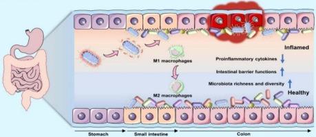 Bioorthogonal conjugation and responsive nanocoating of probiotics for inflammatory bowel disease