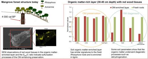 Millennial-aged organic matter preservation in anoxic and sulfidic mangrove soils: Insights from isotopic and molecular analyses