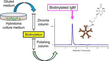 A simple procedure for preparing biotinylated immunoglobulin M from hybridoma culture medium