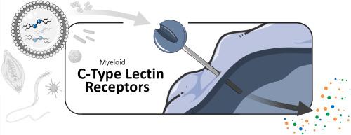 Myeloid C-type lectin receptors in host–pathogen interactions and glycan-based targeting