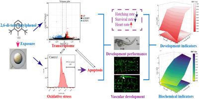 The toxic effect of 2,6-di-tert-butylphenol on embryonic development in zebrafish (Danio rerio): Decreased survival rate, morphological abnormality, and abnormal vascular development