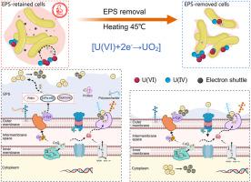 Regulatory roles of extracellular polymeric substances in uranium reduction via extracellular electron transfer by Desulfovibrio vulgaris UR1