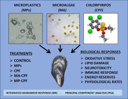 The particle effect: comparative toxicity of chlorpyrifos in combination with microplastics and phytoplankton particles in mussel