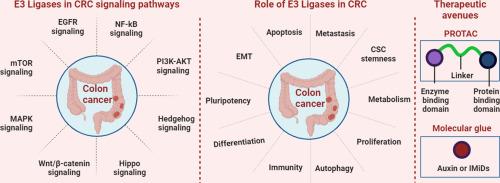 E3 ubiquitin ligases and deubiquitinases in colorectal cancer: Emerging molecular insights and therapeutic opportunities