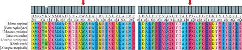 Clinical and Genetic Characteristics of Two Cases With Developmental and Epileptic Encephalopathy 93 Caused by Novel ATP6V1A Mutations and Literature Review