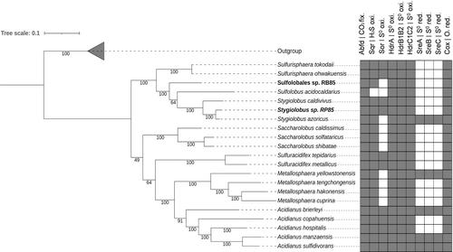 Acquisition of elemental sulfur by sulfur-oxidising Sulfolobales