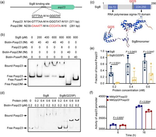 Alkaline shock protein 23 (Asp23)-controlled cell wall imbalance promotes membrane vesicle biogenesis in Staphylococcus aureus