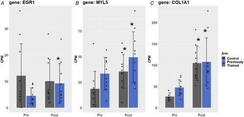 Muscle memory in humans: evidence for myonuclear permanence and long-term transcriptional regulation after strength training