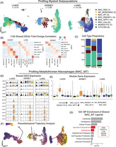 Single-cell RNA sequencing data identify a conserved population of metallothionein-expressing macrophages that may be ubiquitous in vital human organs