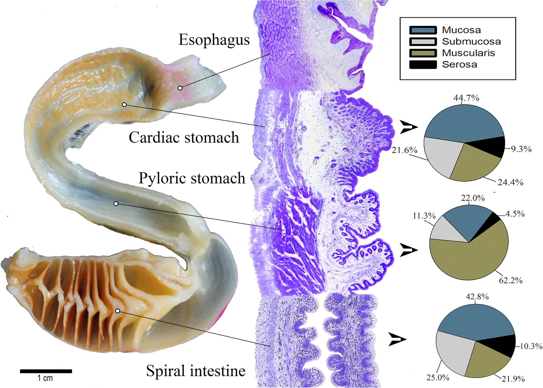 Morphology of the Digestive Tube of the Amazonian Freshwater Stingray Potamotrygon wallacei (Elasmobranchii: Potamotrygonidae): A Stereological Approach