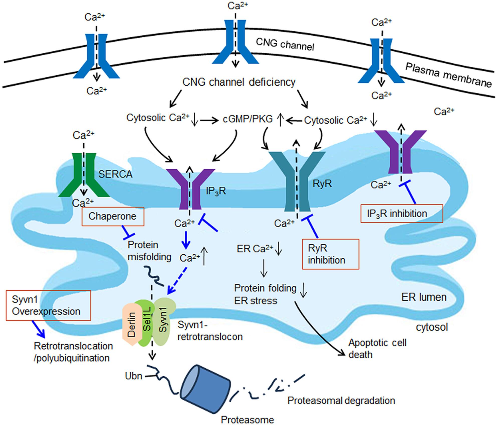 Promotion of endoplasmic reticulum retrotranslocation by overexpression of E3 ubiquitin-protein ligase synoviolin 1 reduces endoplasmic reticulum stress and preserves cone photoreceptors in cyclic nucleotide-gated channel deficiency