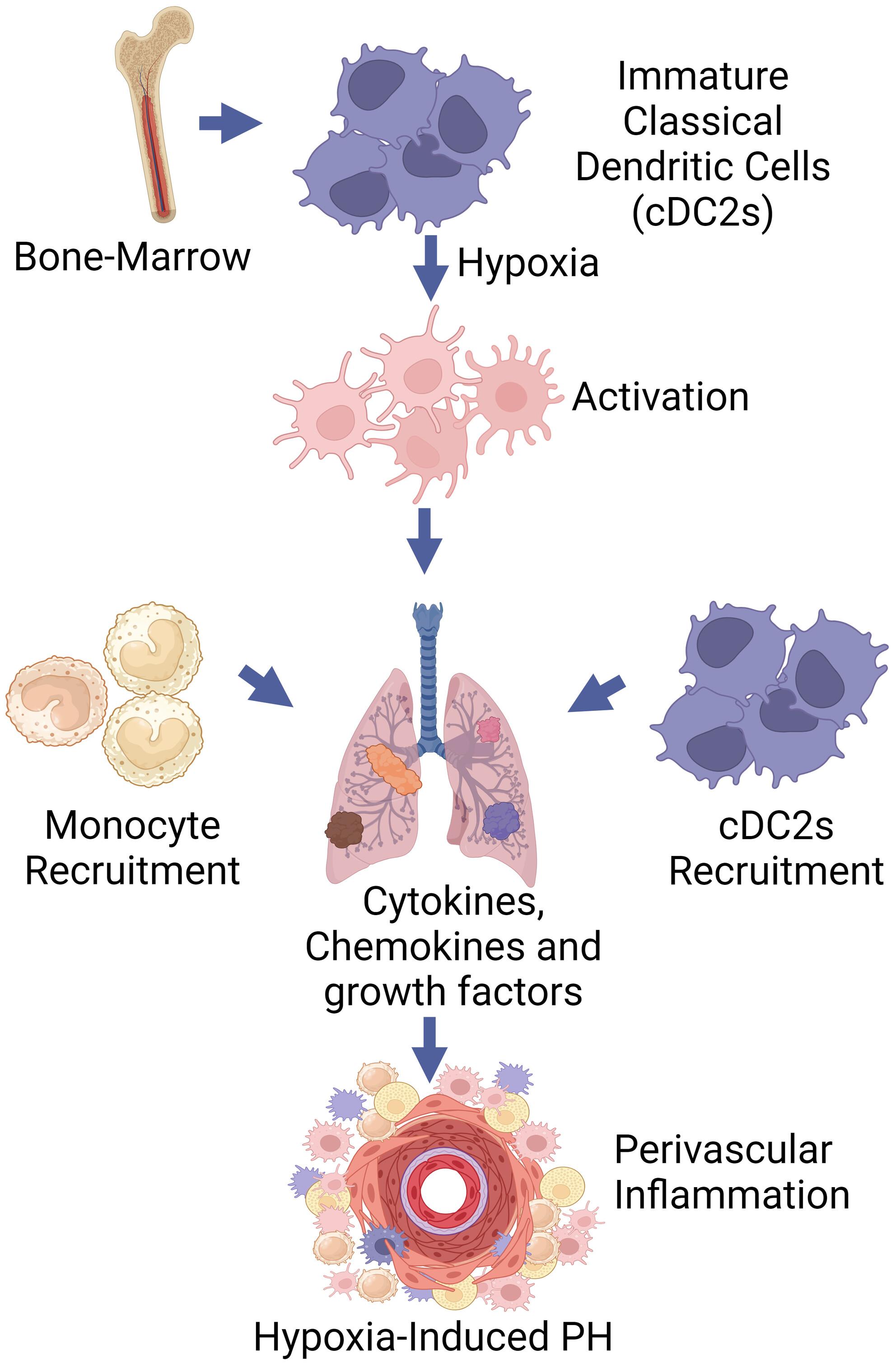 Classical dendritic cells contribute to hypoxia-induced pulmonary hypertension