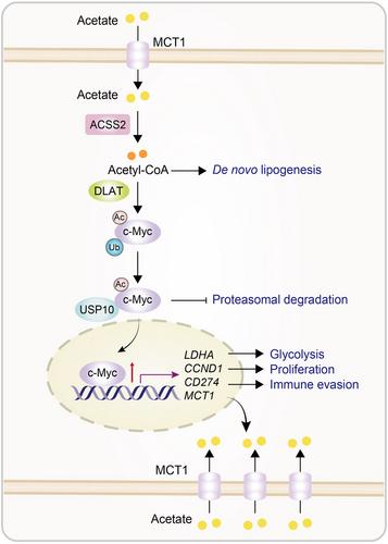 Tumor cells utilize acetate for tumor growth and immune evasion