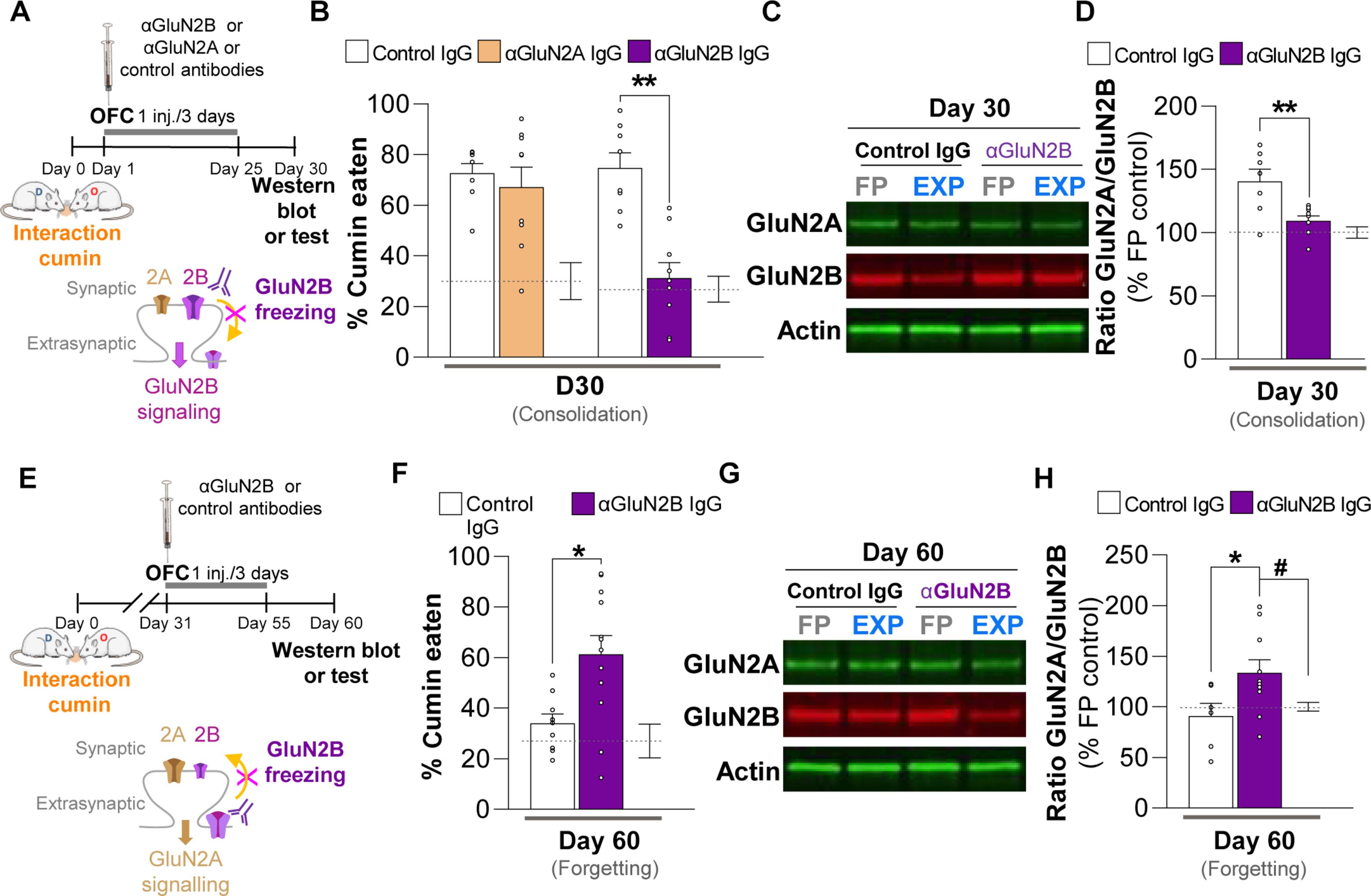 Synaptic rearrangement of NMDA receptors controls memory engram formation and malleability in the cortex