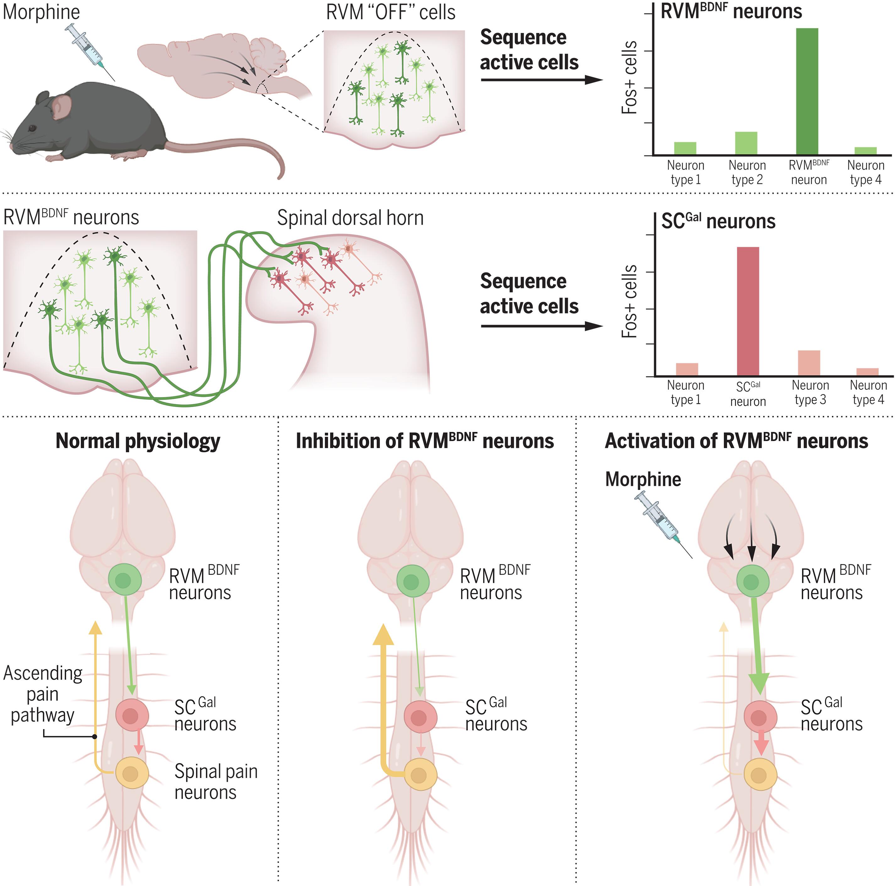 Morphine-responsive neurons that regulate mechanical antinociception