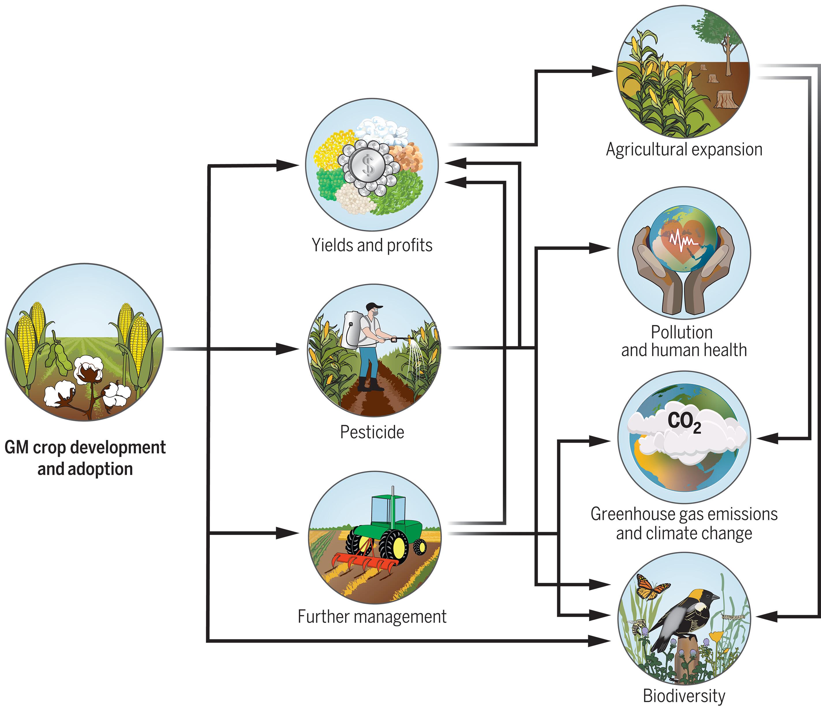 Environmental impacts of genetically modified crops