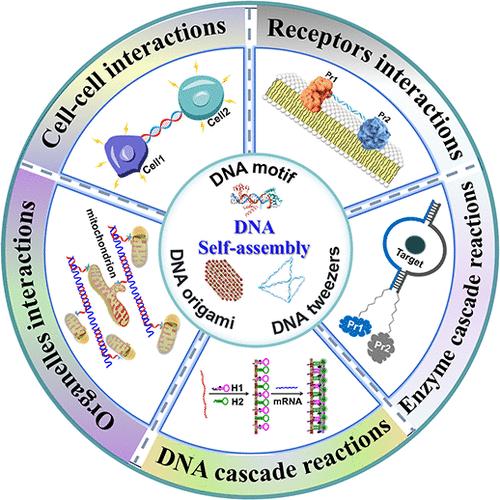 DNA Self-Assembly: A Tool to Improve Biochemical Reaction Performance