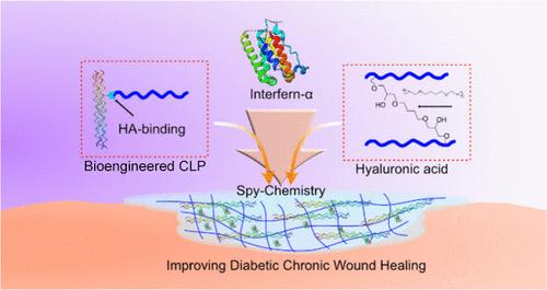 Genetically Encoded Incorporation of IFN-α into Collagen-like Protein–Hyaluronic Acid Hydrogels for Diabetic Chronic Wound Healing