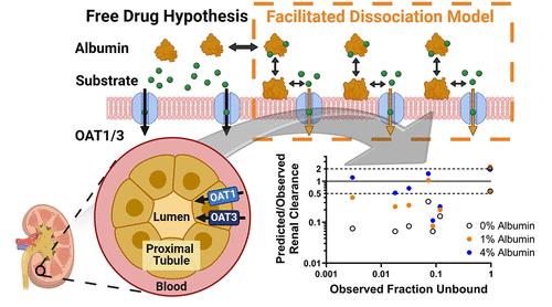 Albumin-Mediated Drug Uptake by Organic Anion Transporter 1/3 Is Real: Implications for the Prediction of Active Renal Secretion Clearance