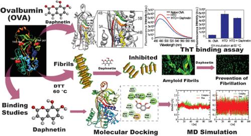 Binding Interaction of Coumarin Derivative Daphnetin with Ovalbumin: Molecular Insights into the Complexation Process and Effects of Metal Ions and pH in the Binding and Antifibrillation Studies