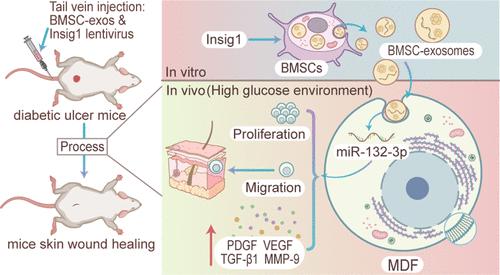 Insulin-Induced Gene 1-Enhance Secretion of BMSC Exosome Enriched in miR-132–3p Promoting Wound Healing in Diabetic Mice