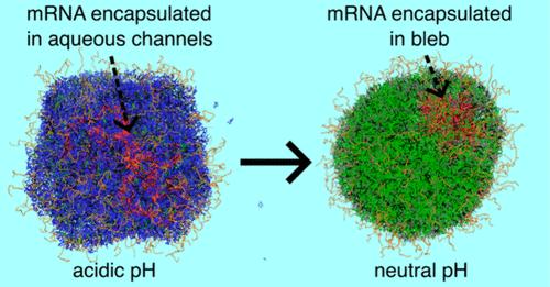 Coarse-Grained Simulation of mRNA-Loaded Lipid Nanoparticle Self-Assembly