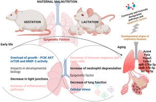 Impact of maternal protein restriction on the proteomic landscape of male rat lungs across the lifespan