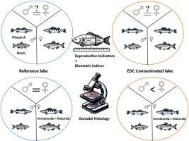 Female-biased sex ratios and delayed puberty in two fish species with different Ecologies in an Anthropogenically affected urban lake