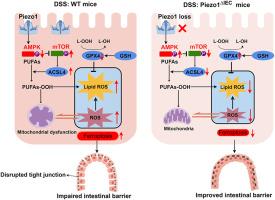 Epithelial Piezo1 deletion ameliorates intestinal barrier damage by regulating ferroptosis in ulcerative colitis